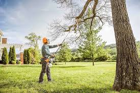 How Our Tree Care Process Works  in Janesville, CA